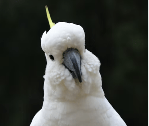 Cockatoo