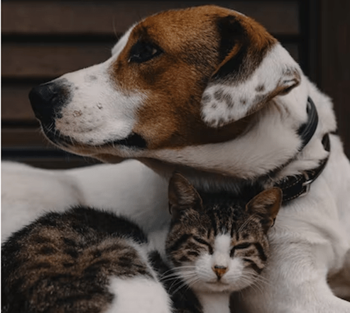 dog and cat